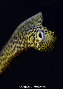 "Taylored" - portrait of a Taylors Garden Eel. by David Henshaw 